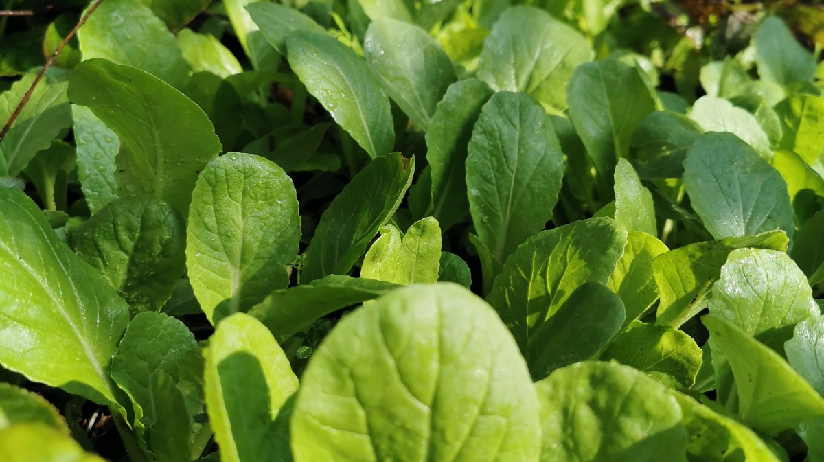 [路奇]自给自足的绿色蔬菜-连载封面