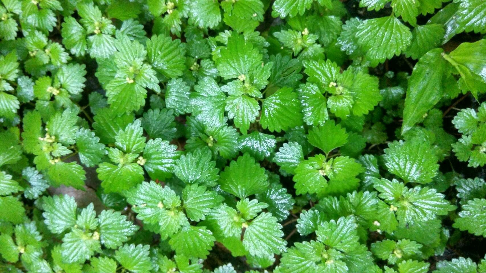 [怪歪]-綠色--连载封面