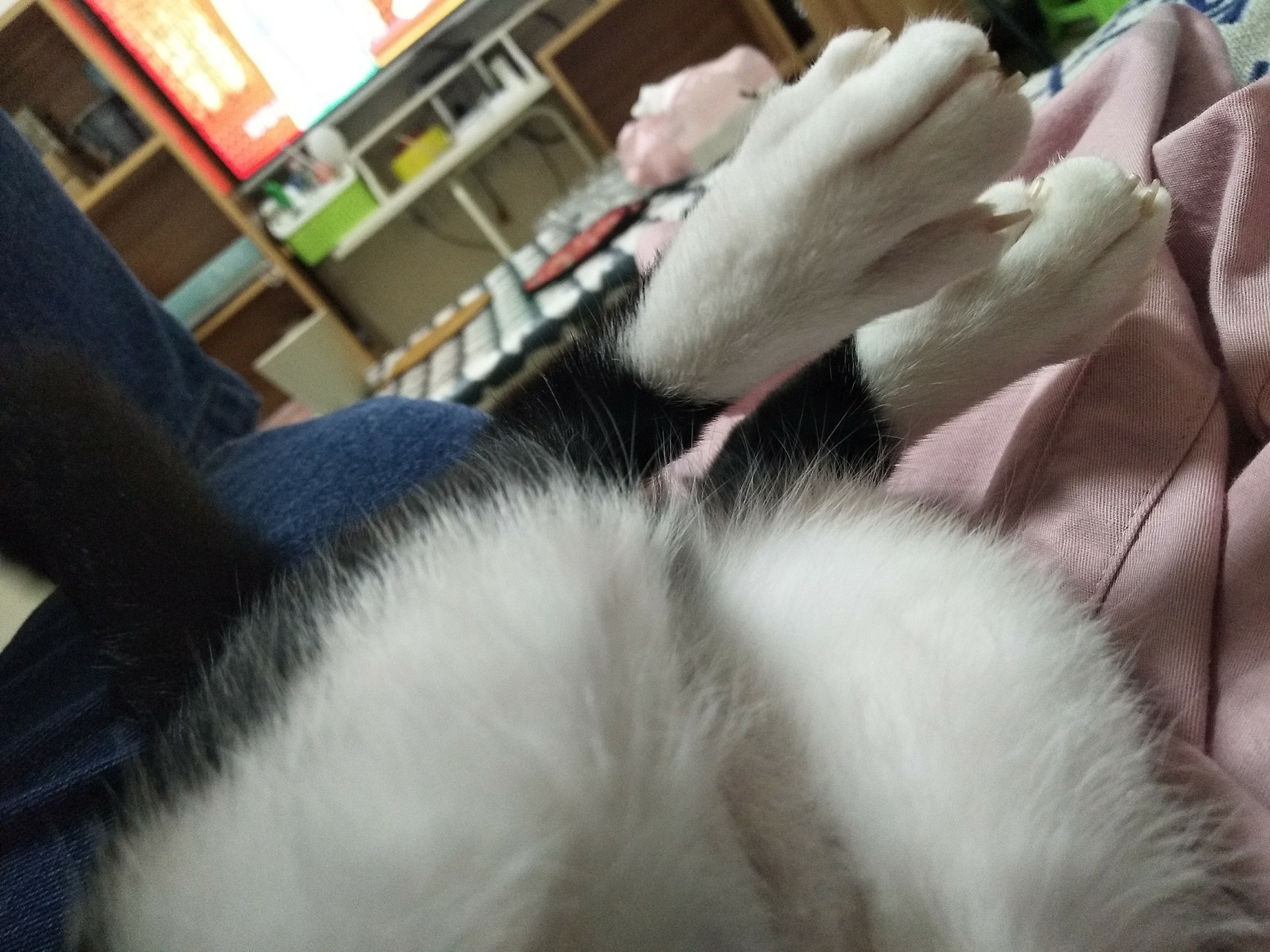 [阿獠]我 有猫了！-连载封面