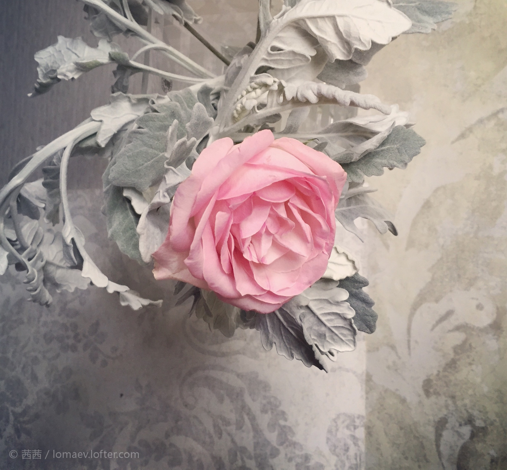 [茜茜]爱摆拍的神经质-连载封面