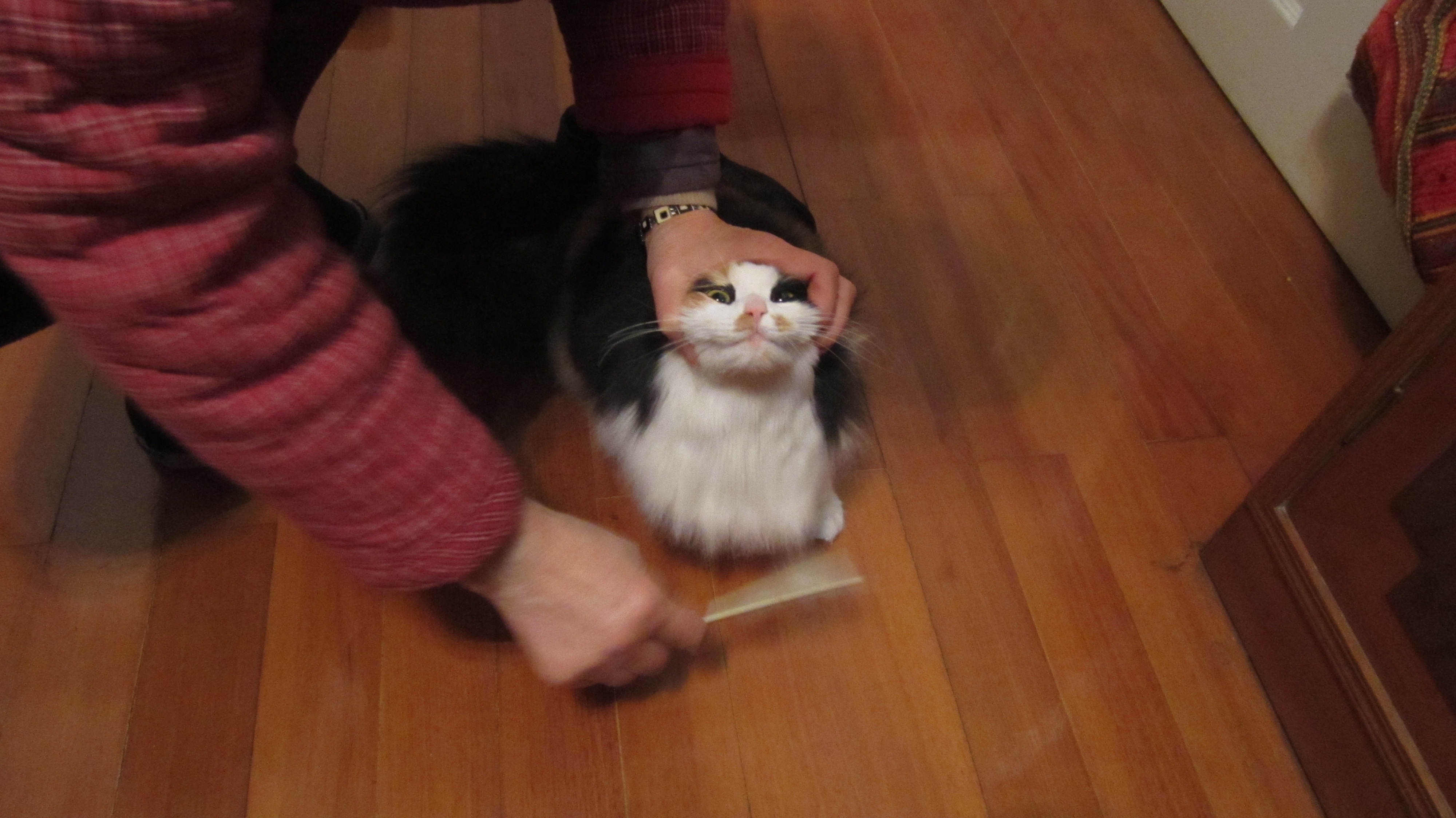 [老老老鱼]大肥阿咪嗷嗷叫-连载封面