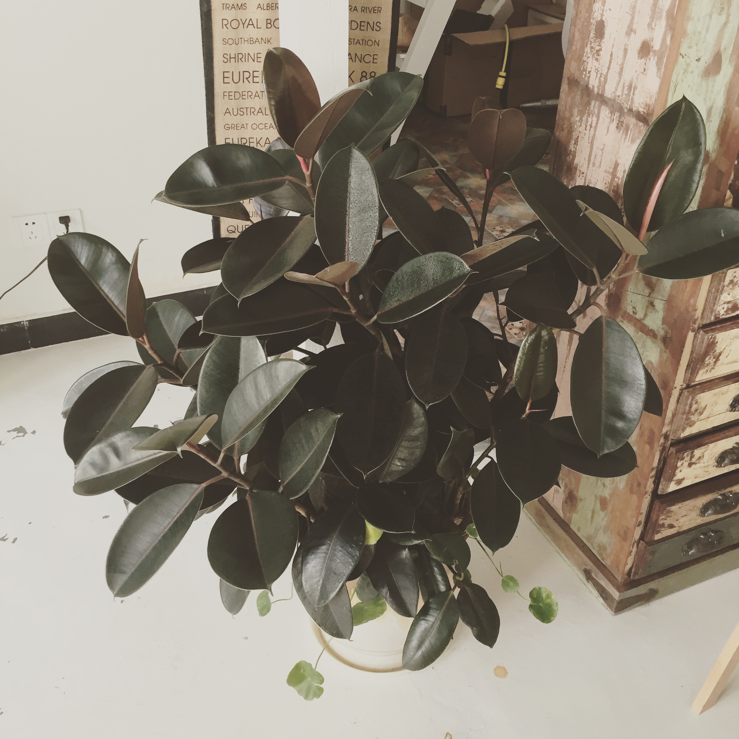 [茜茜]在工作室的每一天-连载封面