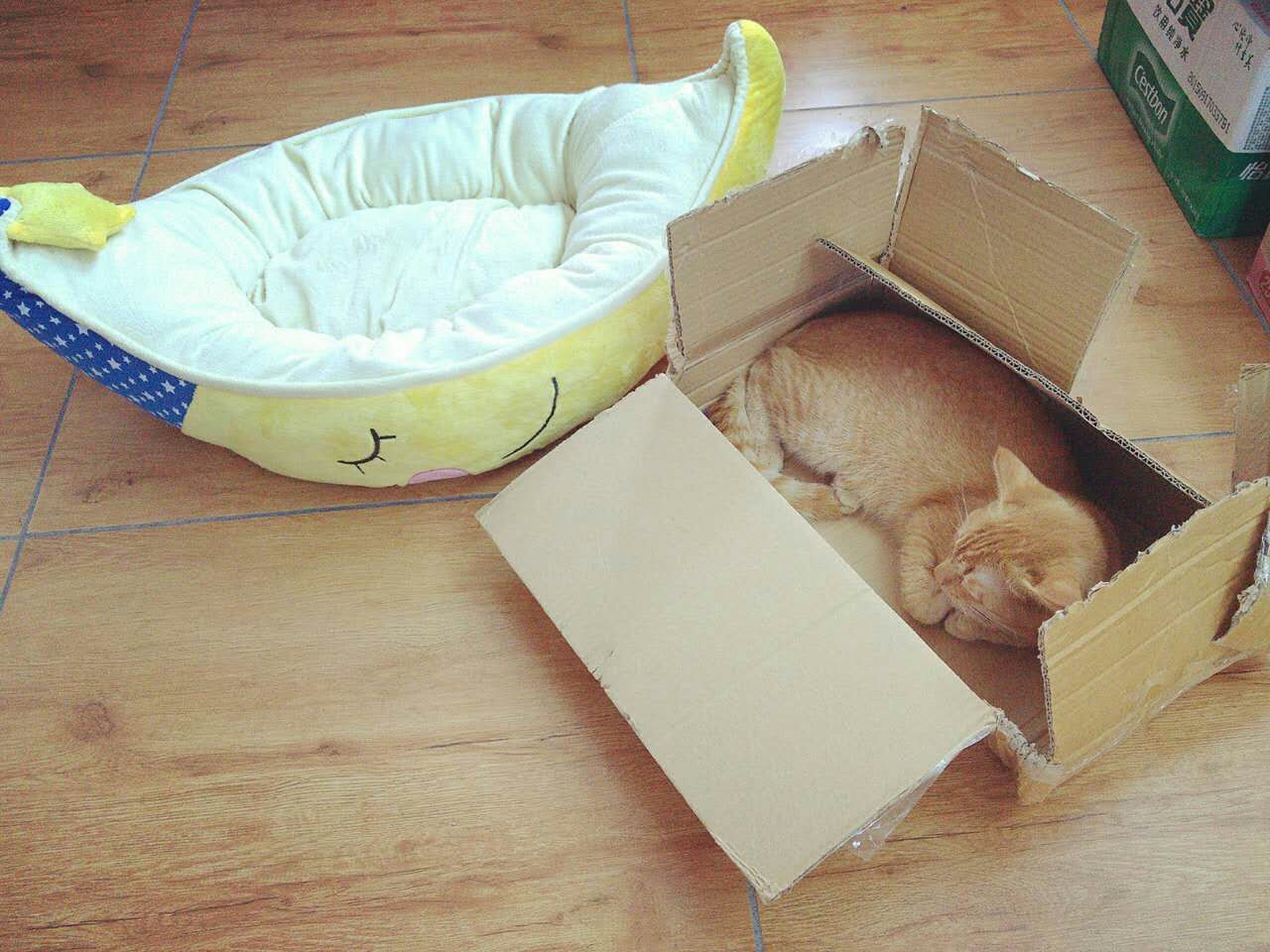 [宅宅宅]柚子尽快完成绝育手术-连载封面