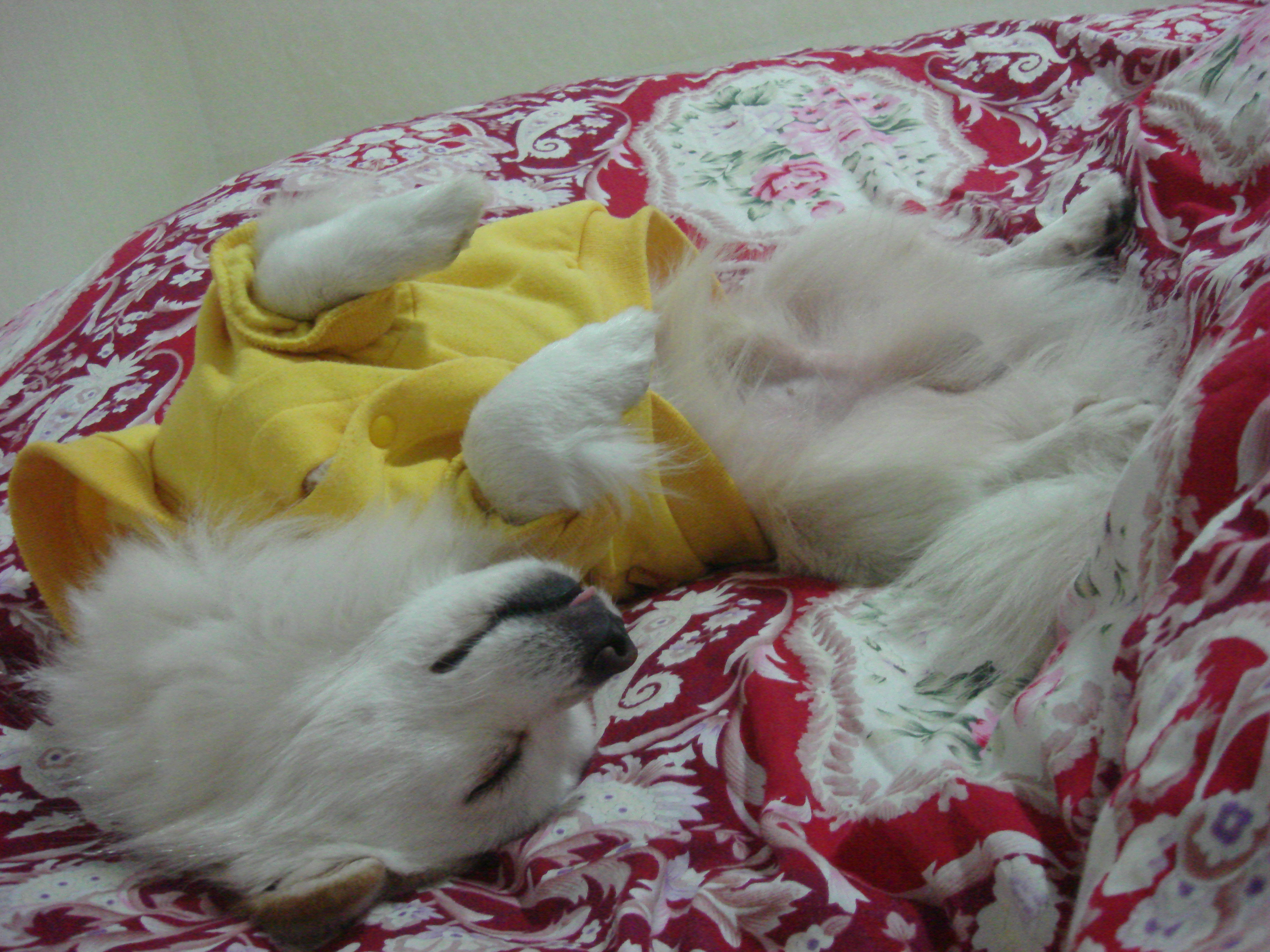 [小少爷大厨娘]回忆是赖以生存的水土-连载封面