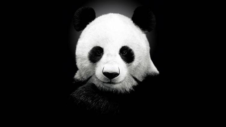 [几瓶墨]可怕的熊猫-连载封面