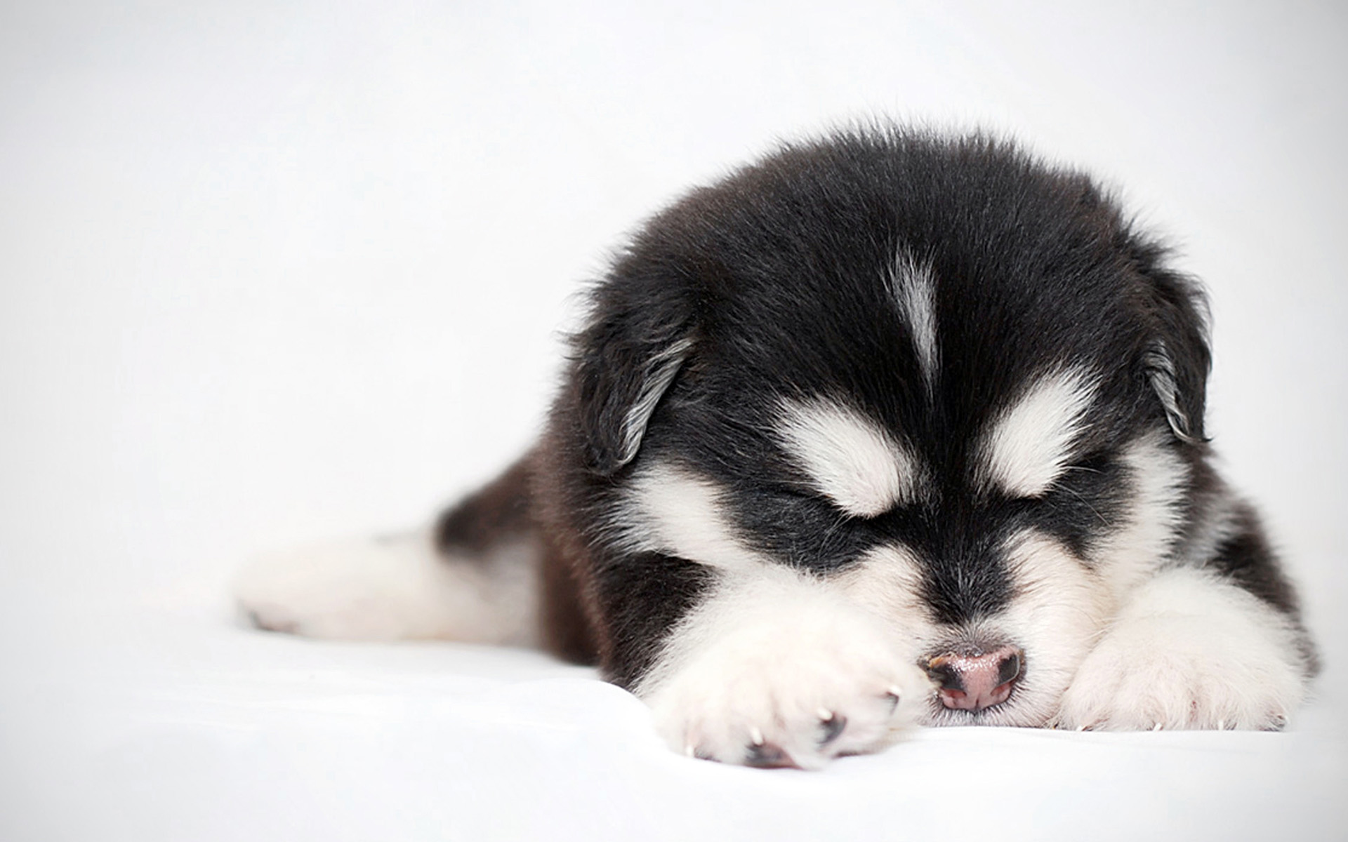 [姝玭]脑海里一条狗的内心独白-连载封面