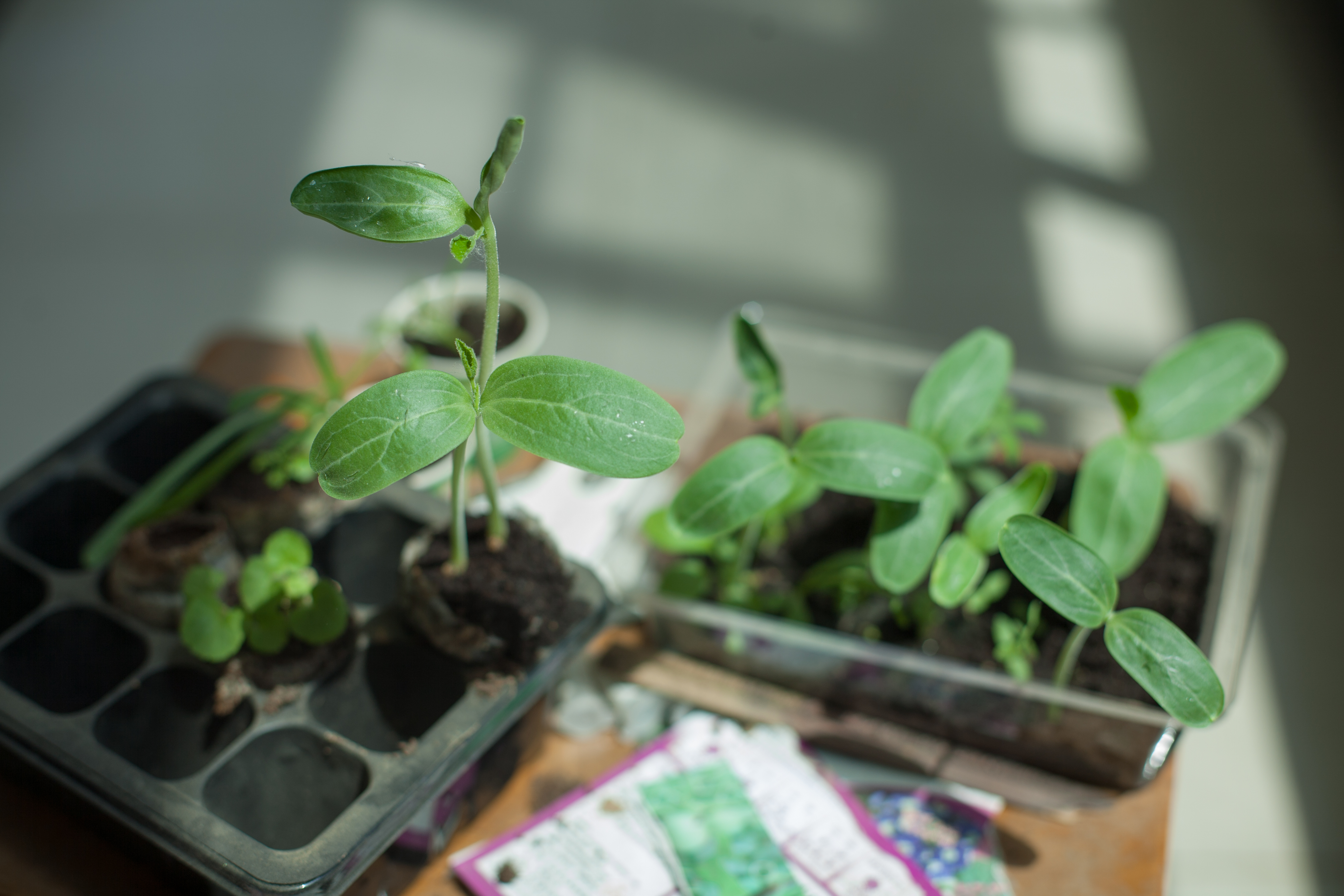 [易水癫]小植物-连载封面