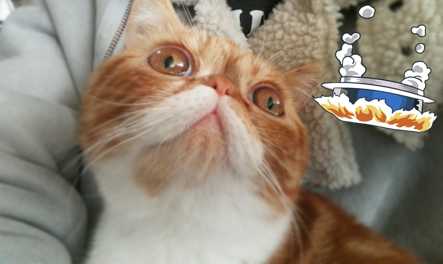 [肉肉肉肉肉馒头]馒头养成计划/服侍馒头的那些日子-连载封面