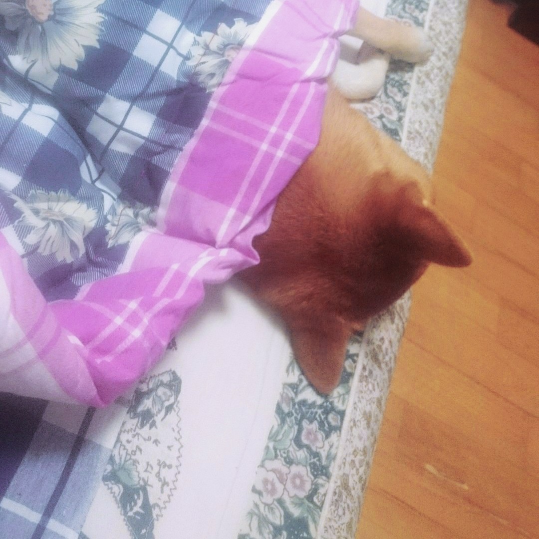 [大Yu-Ki宝]狗爪印-连载封面