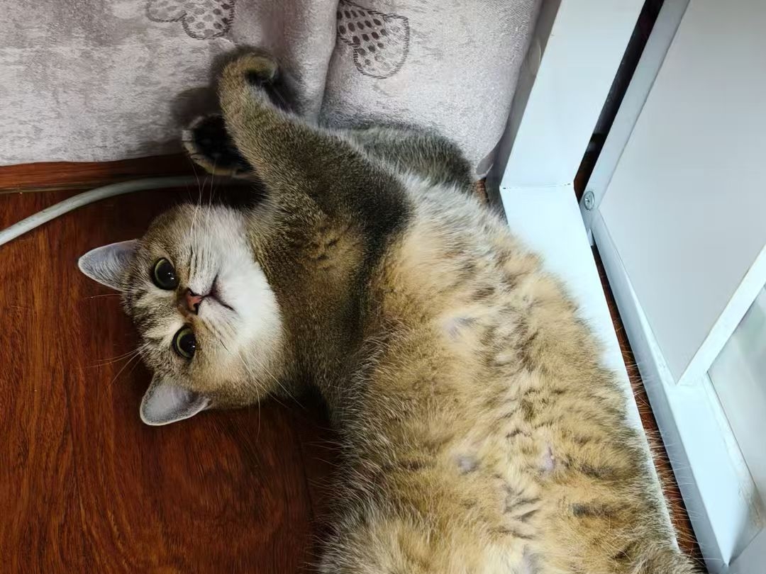 [znhy]家有小金初长成-连载封面