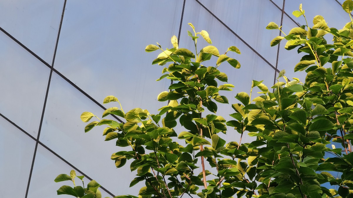 [芋梗]研三淡人-连载封面