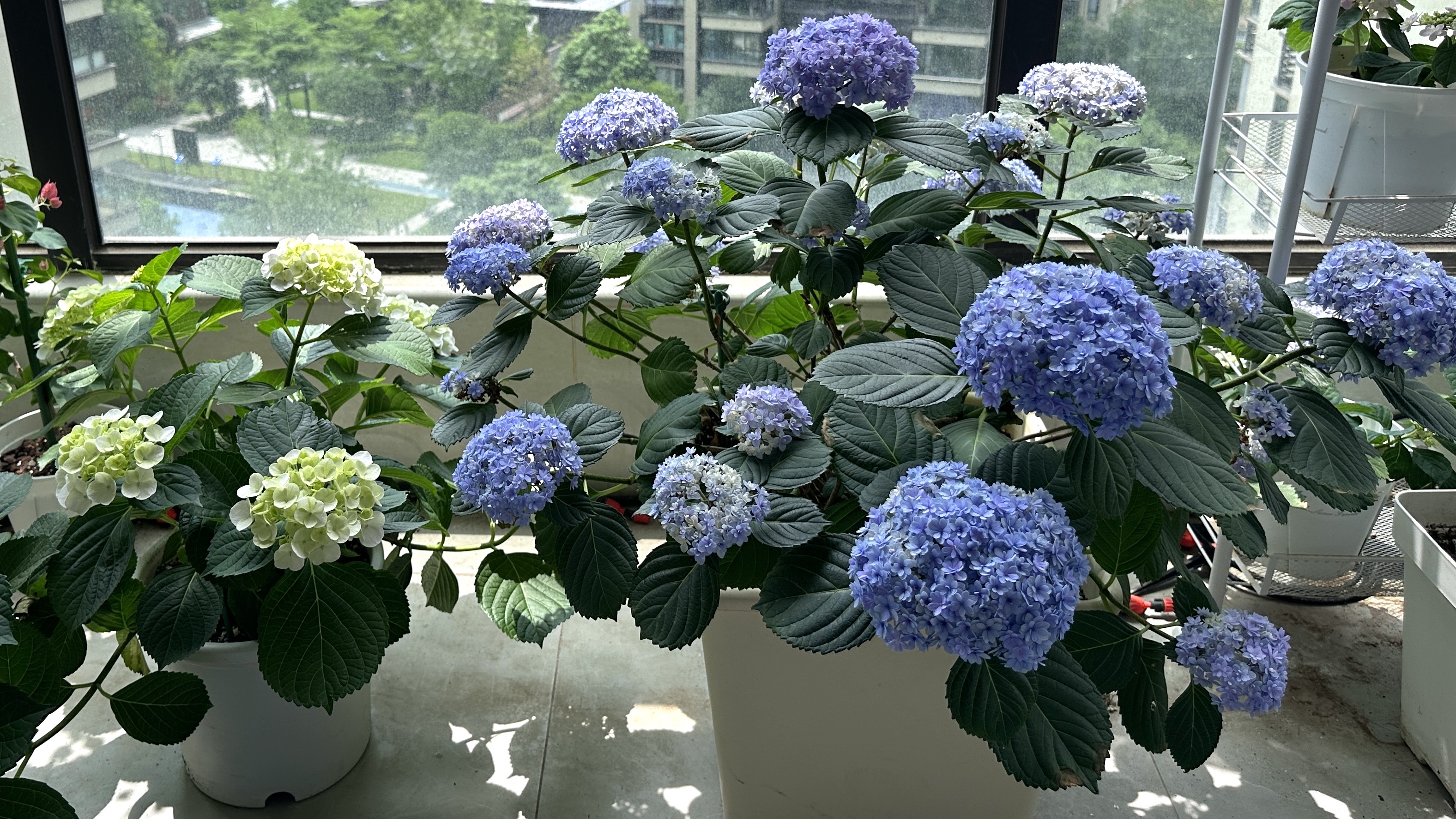 [轰轰]会有很多花花的-连载封面