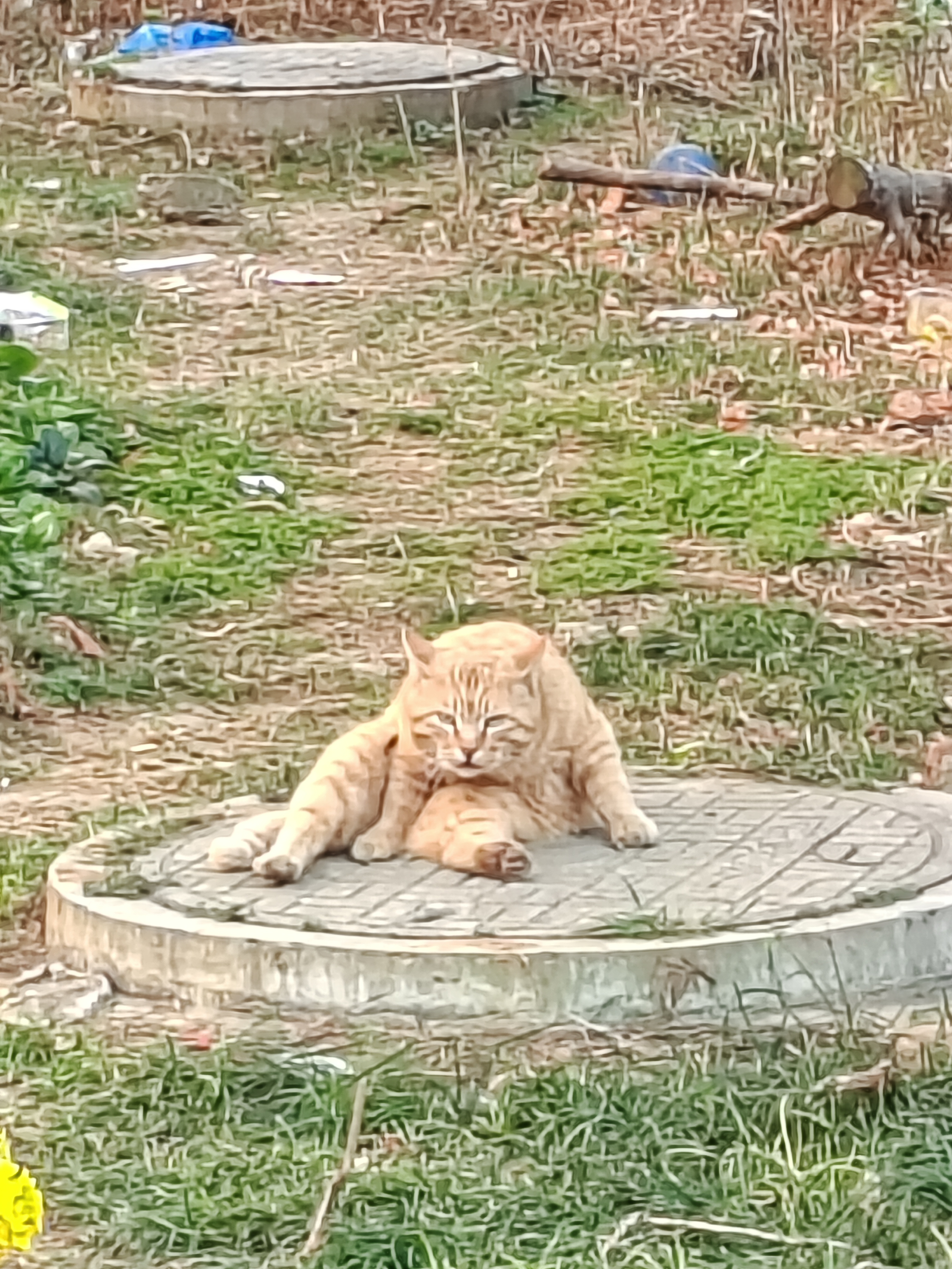 [薙顺]青青草原-连载封面