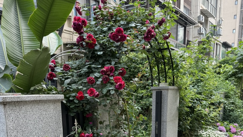 [十月十四的抹茶]洛珈想要一个花园-连载封面