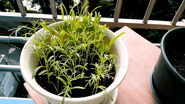 [阿獠]定格-连载封面