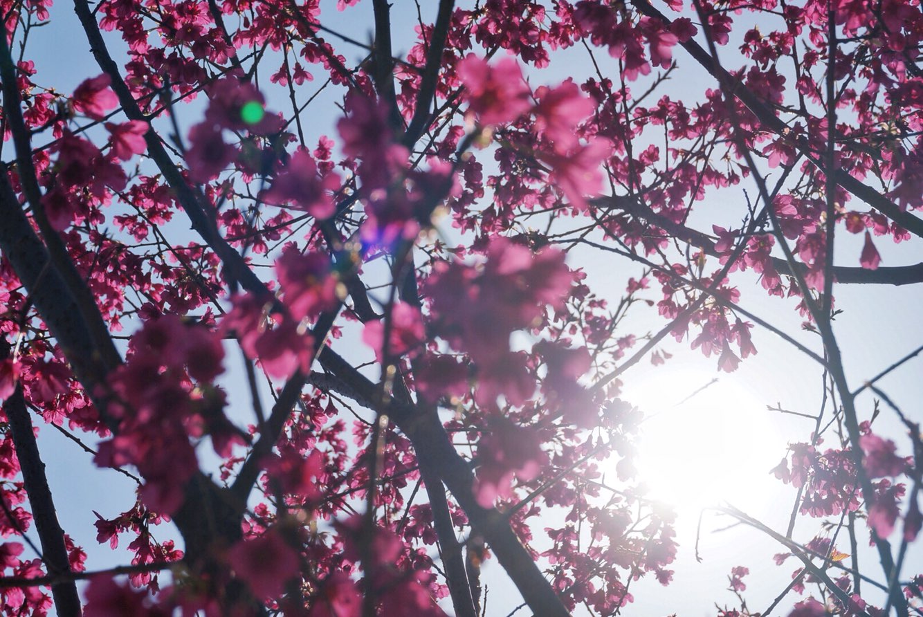 [CKCheung]Les Fleurs-连载封面