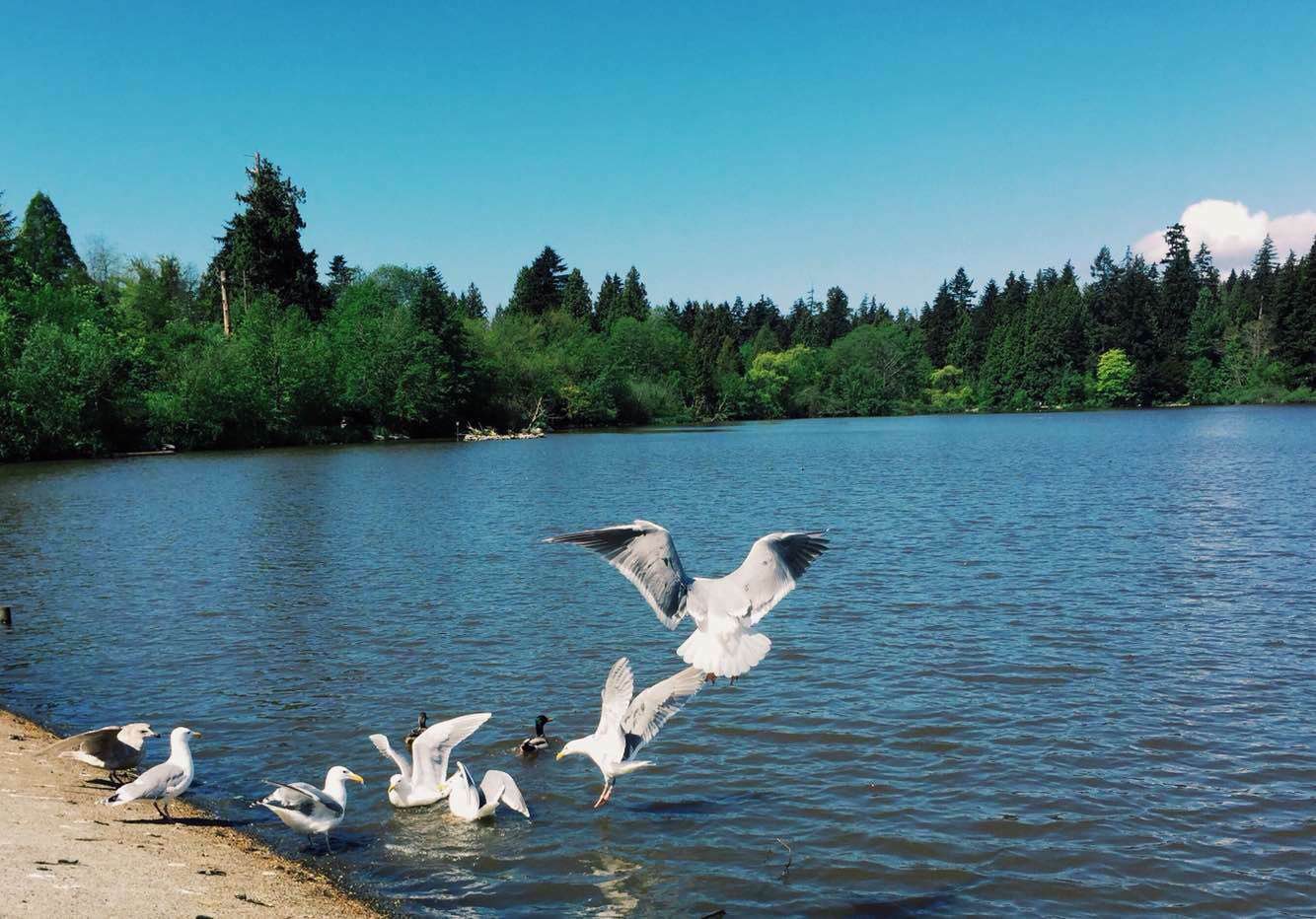 [袋鼠妈妈行走记]iPhone里的温哥华.春-连载封面