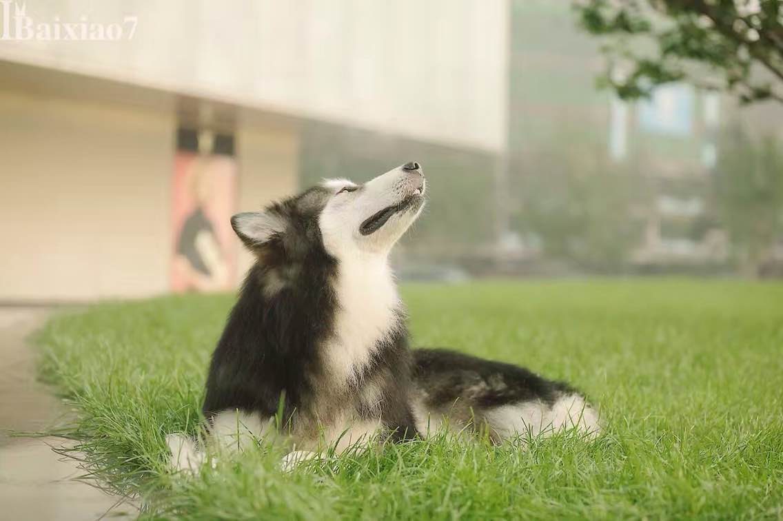 [九小仙]IM.爱睦摄影工作室-连载封面