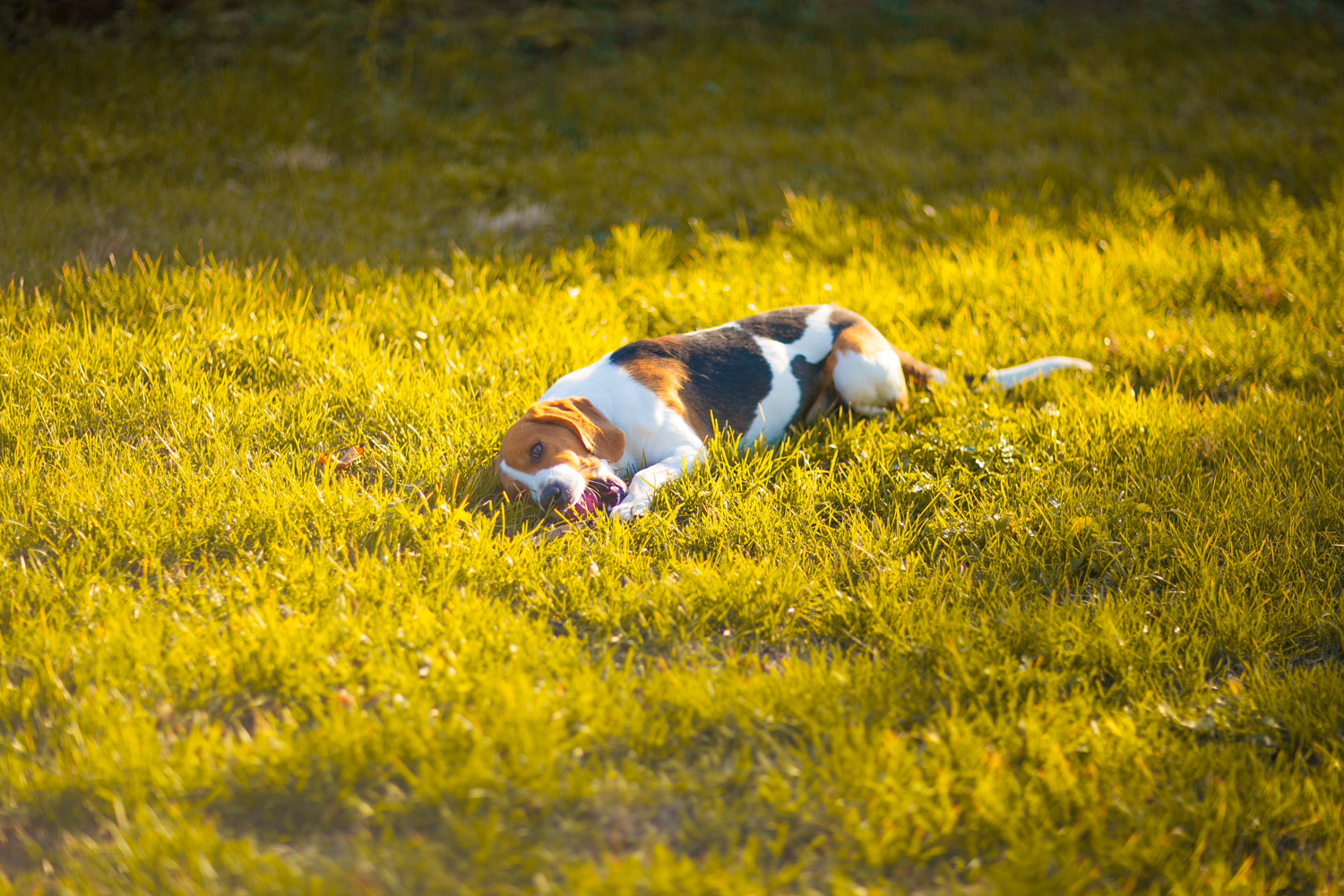 [九小仙]暖狗库里-连载封面