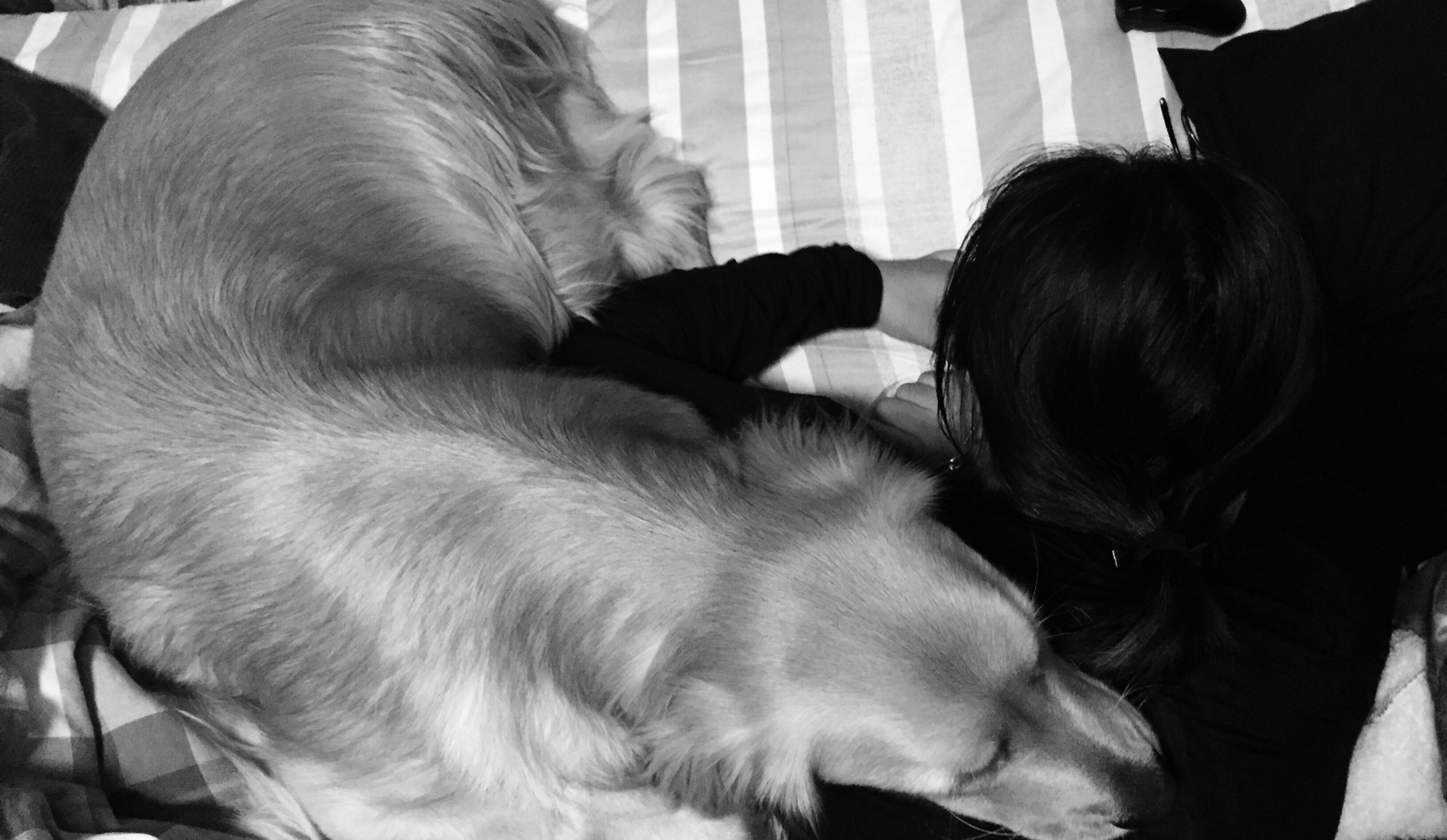 [衣伟找不到喜欢的头像]金毛是我小男友-连载封面