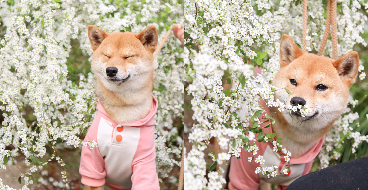 [pink-capybara]黄油柴与铲屎块的日常-连载封面