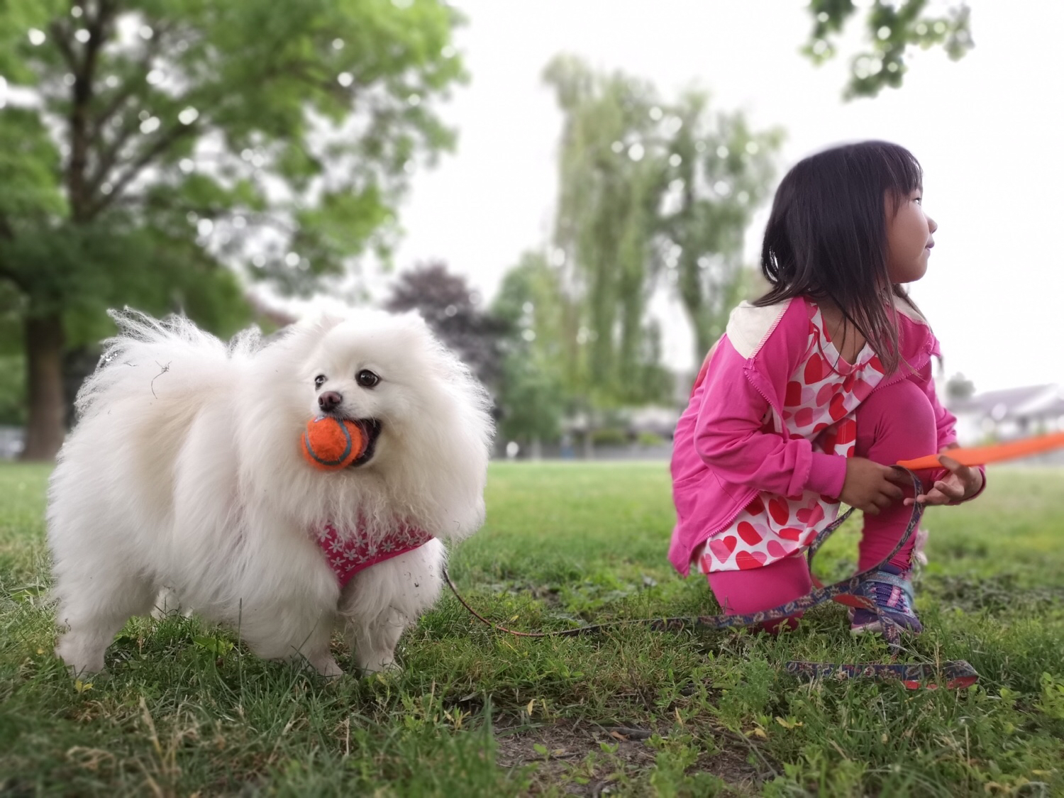 [袋鼠妈妈行走记]萌宠-连载封面