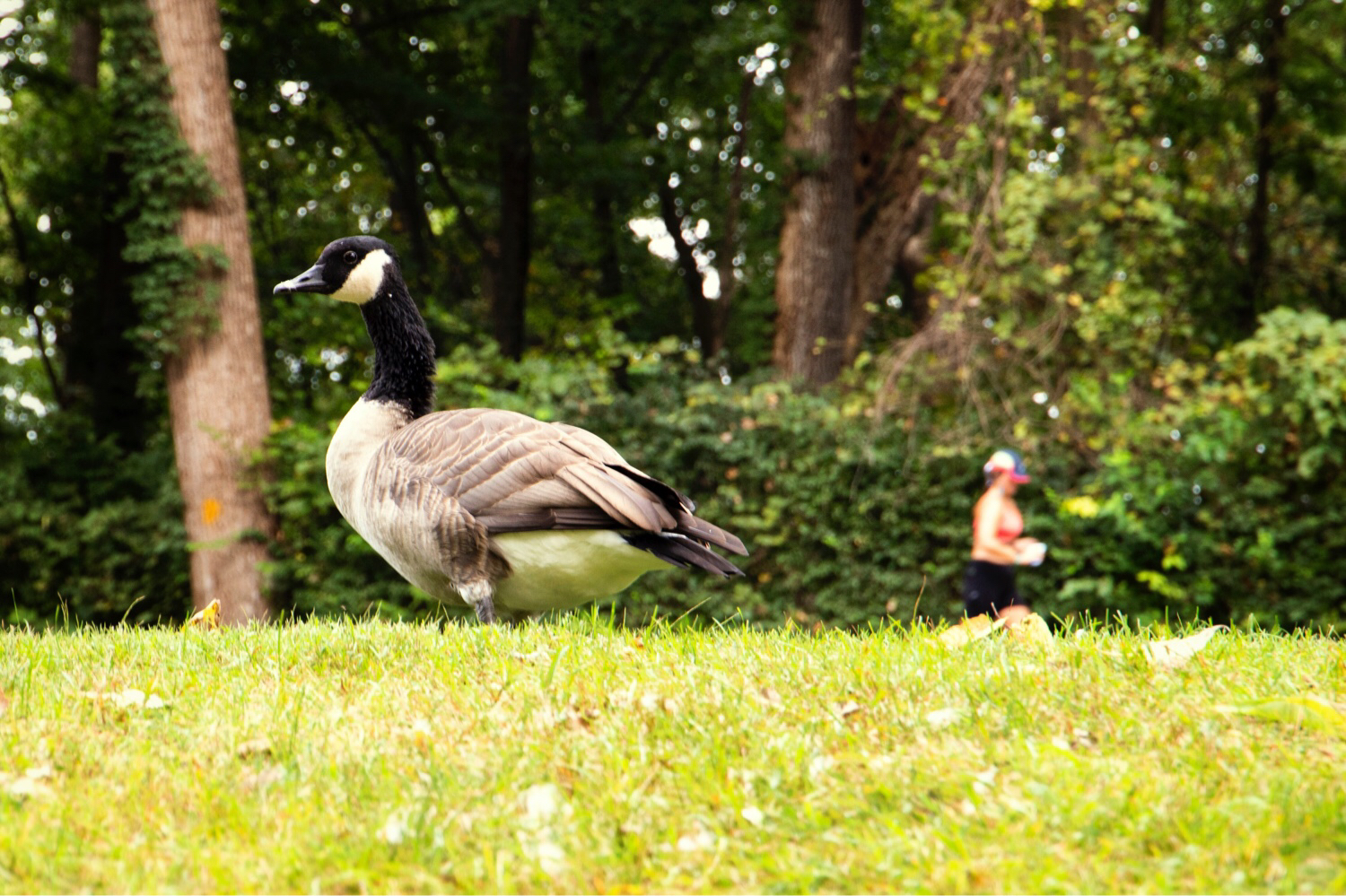 [傲雪幽狼]心情照相册-连载封面