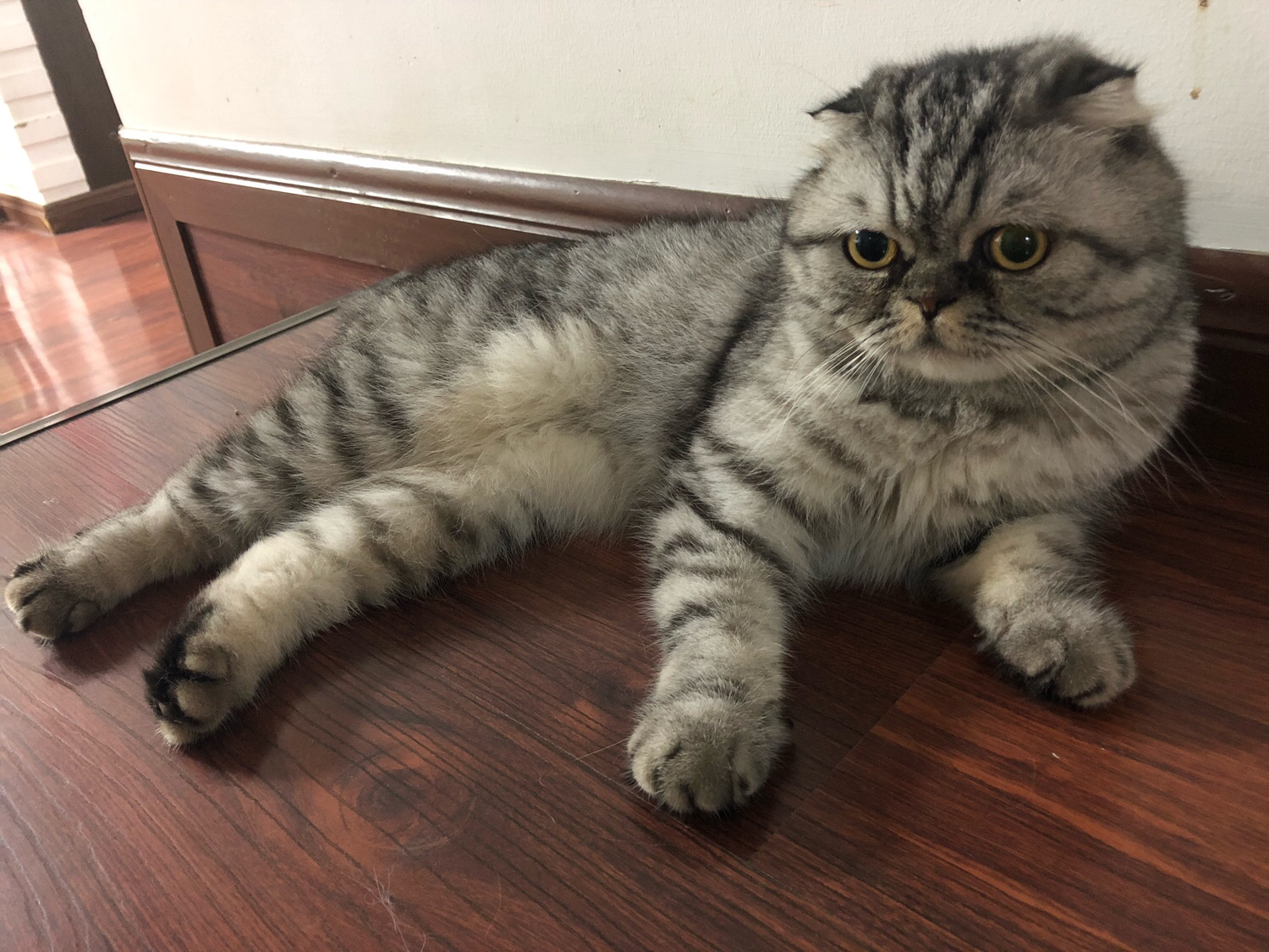 [胡大大]团总的日常-连载封面