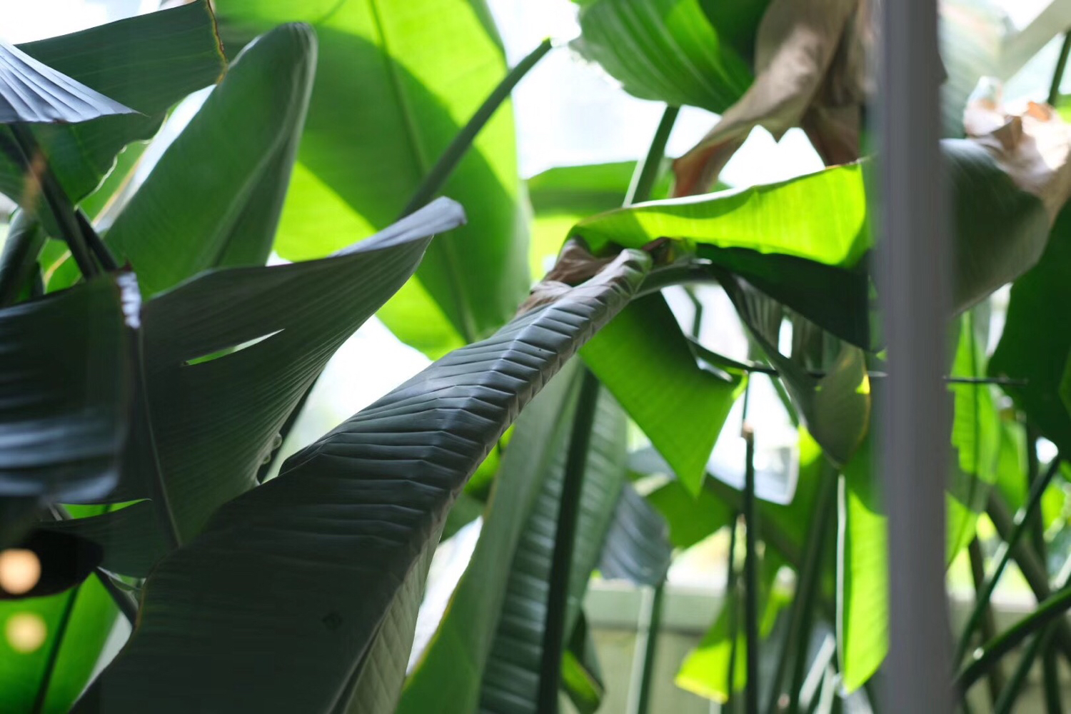 [胡大大]巡店-连载封面