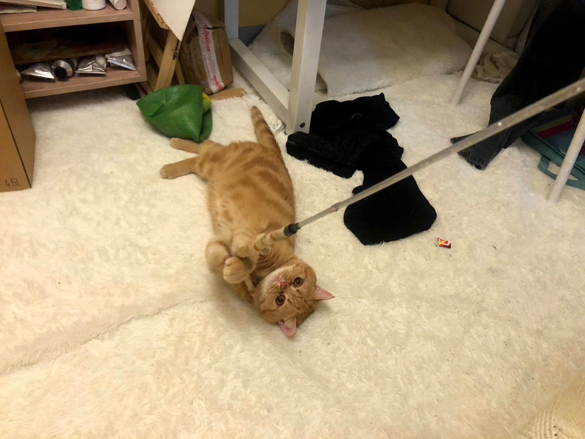 [怪歪]我的猫-连载封面