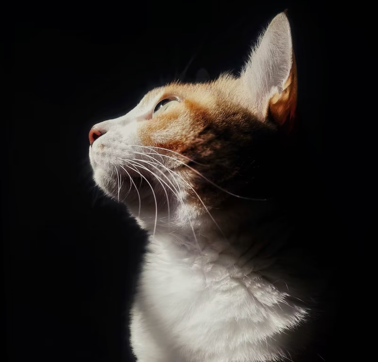 [微微远]猫猫-连载封面